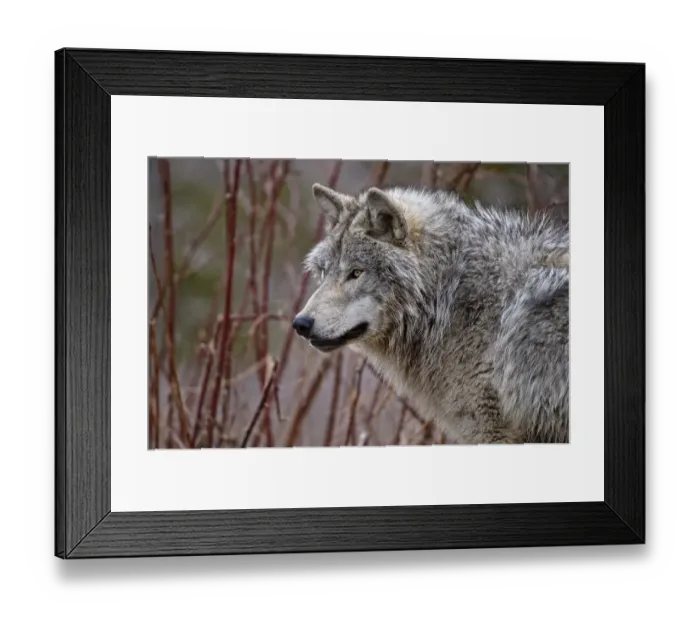 Framed Print : Timber Wolf Framed Print : Timber Wolf