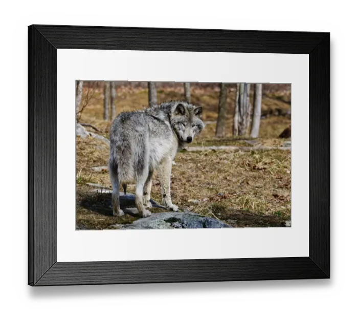 Framed Print : Timber Wolf Framed Print : Timber Wolf