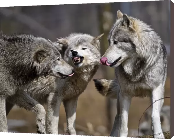 Timber Wolf Agression