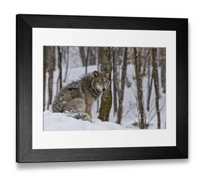 Framed Print : The Watcher