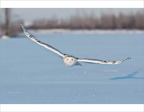 Snowy Owl. A female Snowy Owl in flight a few feet above blue tinted snow