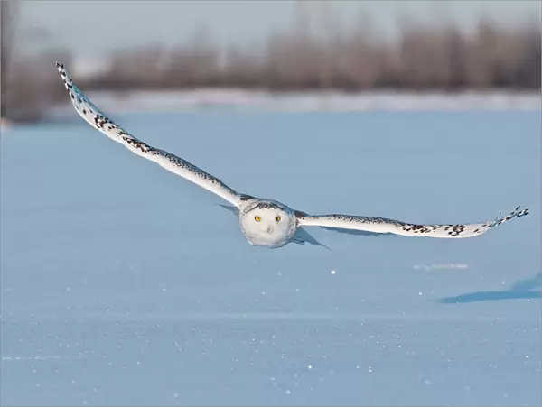 Snowy Owl. A female Snowy Owl in flight a few feet above blue tinted snow