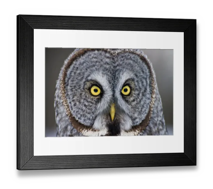 Framed Print : Great Gray Owl Framed Print : Great Gray Owl