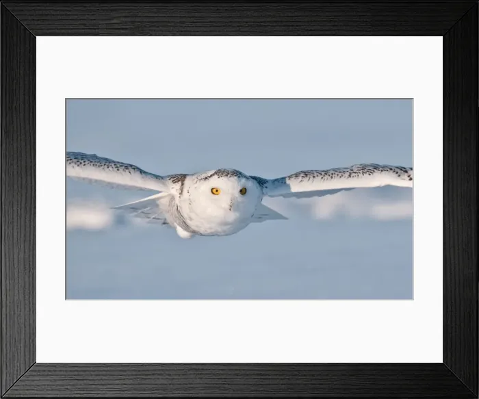 Framed Print : Snowy Owl. All Rights Reserved Worldwide Framed Print : Snowy Owl. All Rights Reserved Worldwide