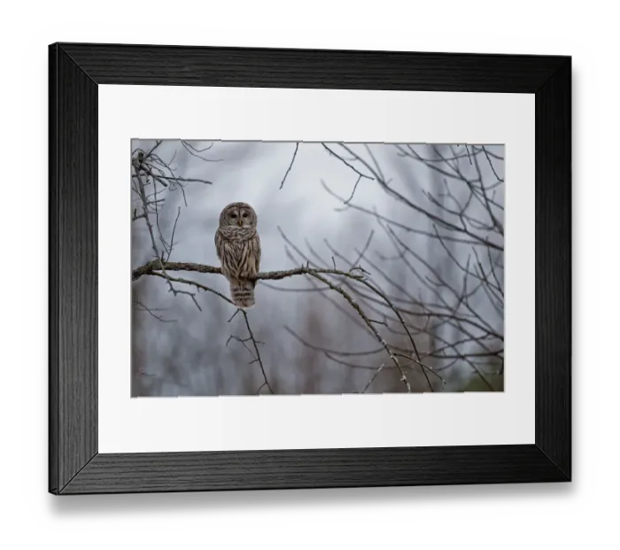 Framed Print : Barred Owl