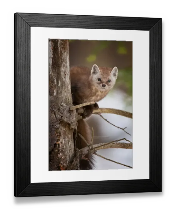 Framed Print : Pine Martin Framed Print : Pine Martin