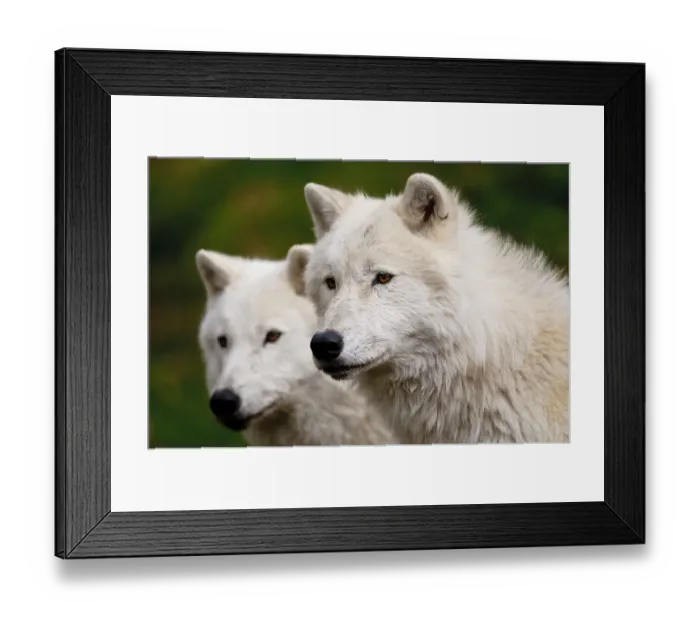 Framed Print : Arctic Wolves Framed Print : Arctic Wolves