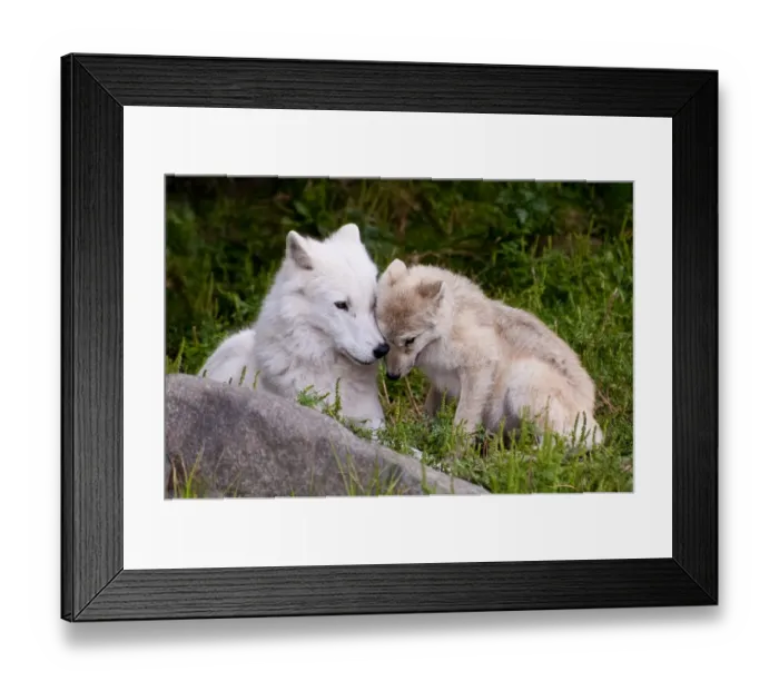 Framed Print : Arctic Wolf And Pup Framed Print : Arctic Wolf And Pup