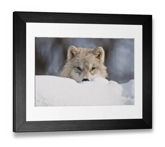 Framed Print : Arctic Wolf Pup Framed Print : Arctic Wolf Pup