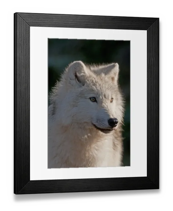Framed Print : Arctic Wolf Framed Print : Arctic Wolf