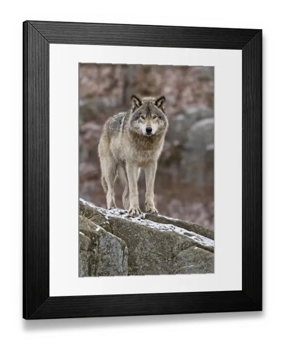 Framed Print : Timber Wolf