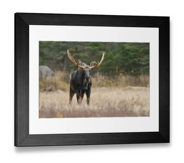 Framed Print : Moose. This is a photograph of a young bull Moose standing in a field in Algonquin Park Framed Print : Moose. This is a photograph of a young bull Moose standing in a field in Algonquin Park