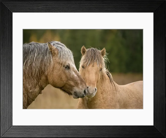 Framed Print : Fjord Horses Framed Print : Fjord Horses