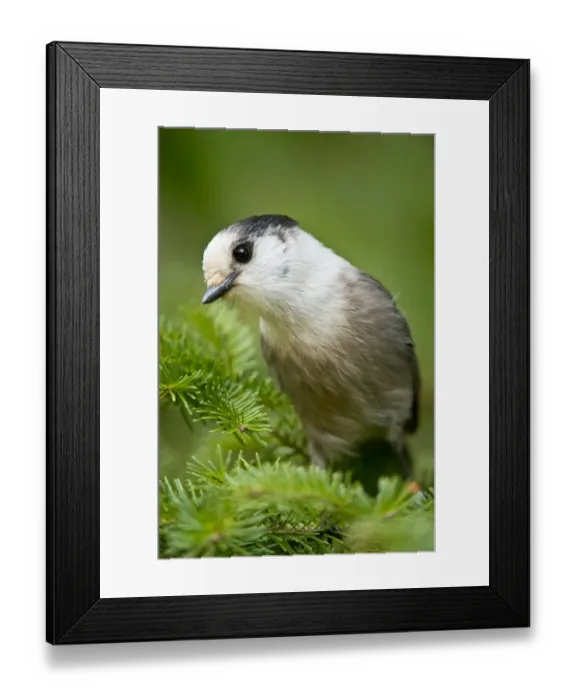Framed Print : Gray Jay. This is a photograph of a Gray Jay perched on a Spruce Tree branch