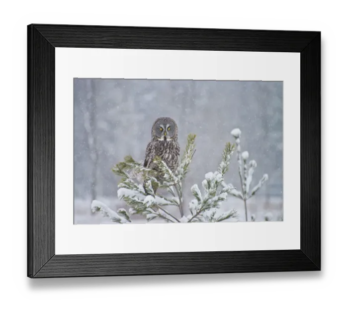 Framed Print : Great Gray Owl Framed Print : Great Gray Owl