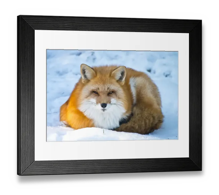 Framed Print : Red Fox. This is a photograph of a Red Fox laying down in the snow Framed Print : Red Fox. This is a photograph of a Red Fox laying down in the snow