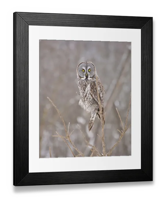 Framed Print : Great Gray Owl Framed Print : Great Gray Owl