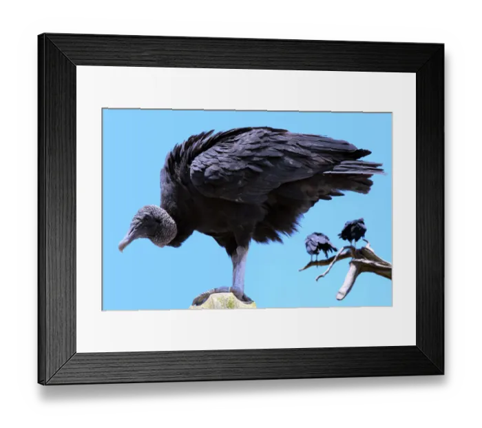 Framed Print : Vulture in detailed portrait Framed Print : Vulture in detailed portrait