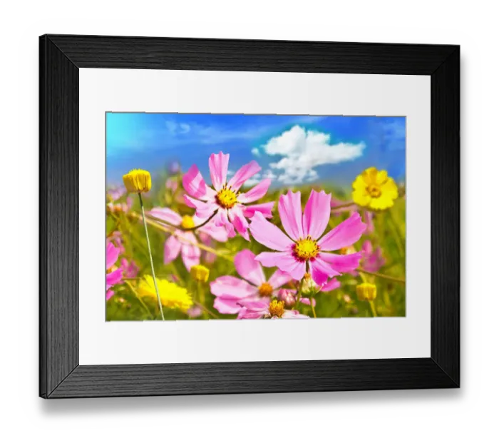 Framed Print : Wildflowers on a meadow in a sunny day. Closeup in focus, background blurred Framed Print : Wildflowers on a meadow in a sunny day. Closeup in focus, background blurred