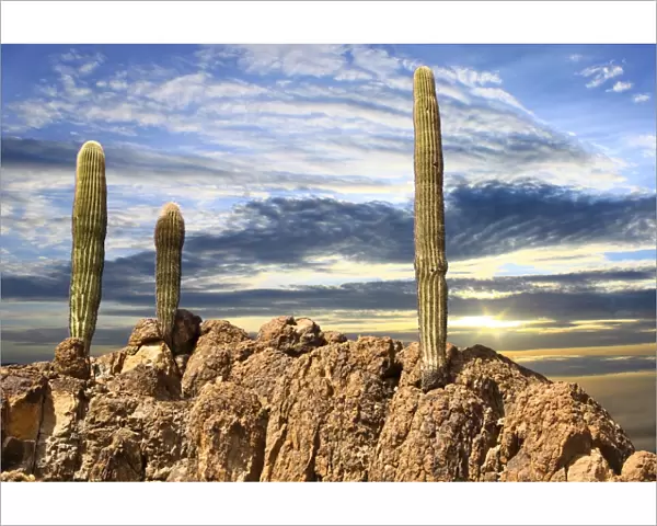 Closeup Saguaro Cactus on Rugged Rocky Peak