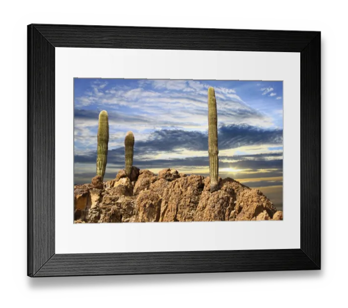 Framed Print : Closeup Saguaro Cactus on Rugged Rocky Peak Framed Print : Closeup Saguaro Cactus on Rugged Rocky Peak