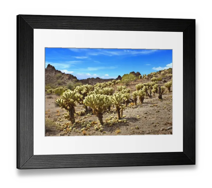 Framed Print : Cholla Cactus Forest in Sonora Desert