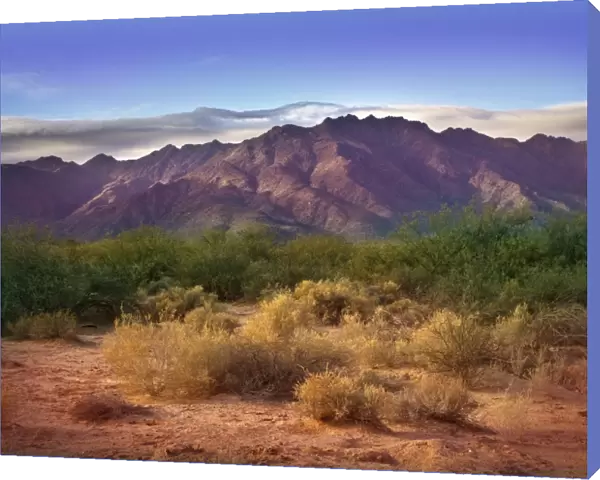 Morning in Sonora Desert at Phoenix, Arizona