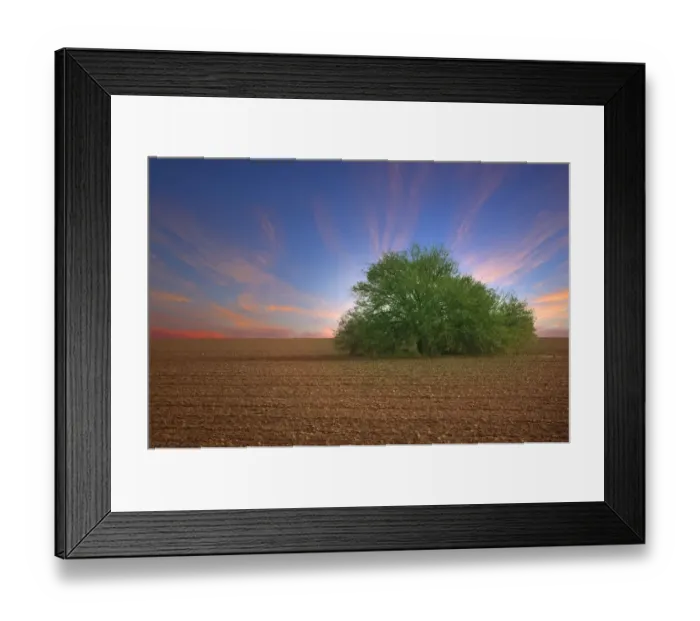 Framed Print : Lone Mesquite Tree at Sunset in Plowed Desert Field Framed Print : Lone Mesquite Tree at Sunset in Plowed Desert Field