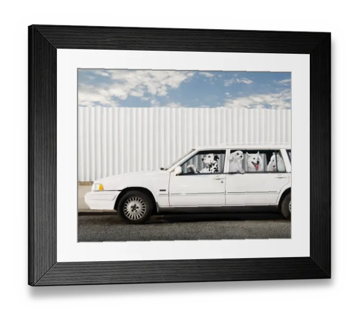 Framed Print : humor, quirky, animals, dogs Framed Print : humor, quirky, animals, dogs