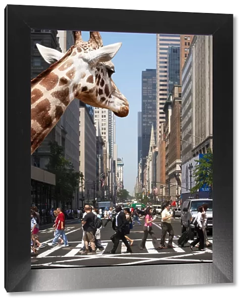 New York City Giraffe View