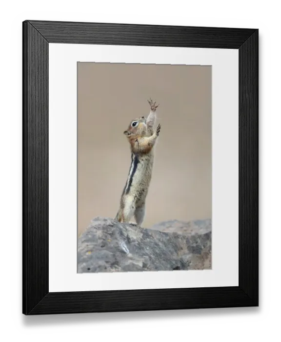 Framed Print : The Conductor Squirrel
