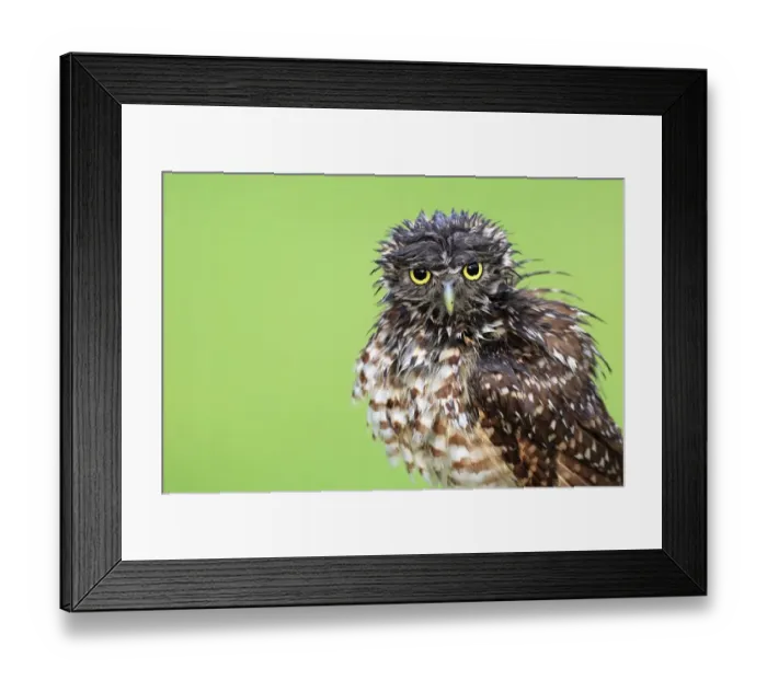 Framed Print : Bad hair day Framed Print : Bad hair day