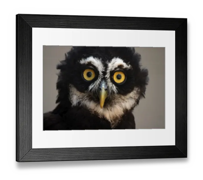 Framed Print : Caught In The Headlights Framed Print : Caught In The Headlights