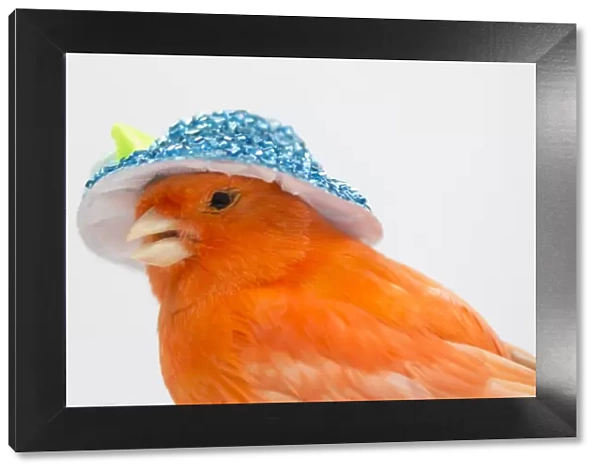 Red canary with a blue hat of flowers on his head