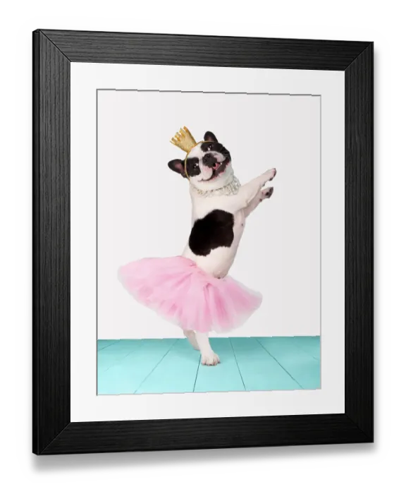 Framed Print : Funny bulldog ballerina Framed Print : Funny bulldog ballerina