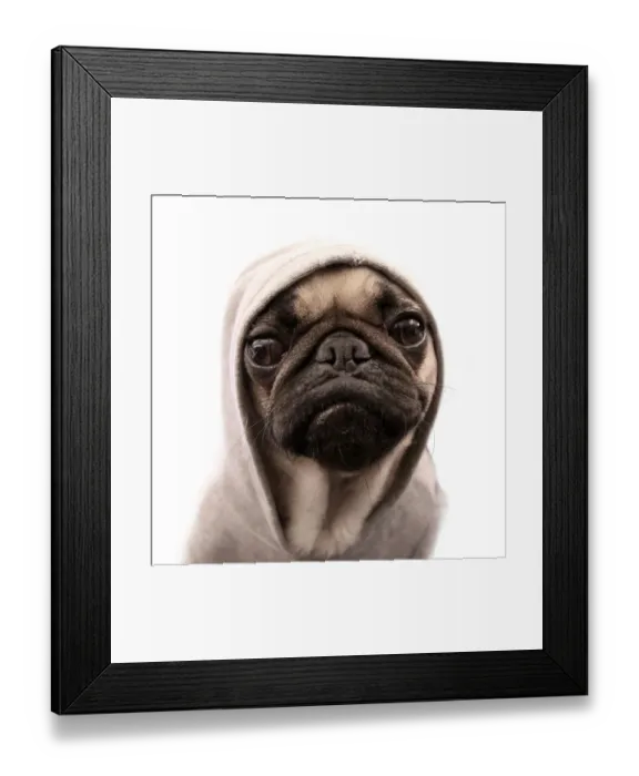 Framed Print : Thug pug. Close up of pug wearing hoodie Framed Print : Thug pug. Close up of pug wearing hoodie
