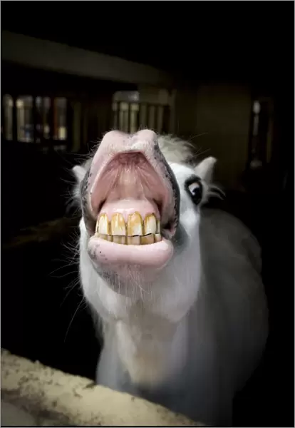 Little grey pony showing teeth