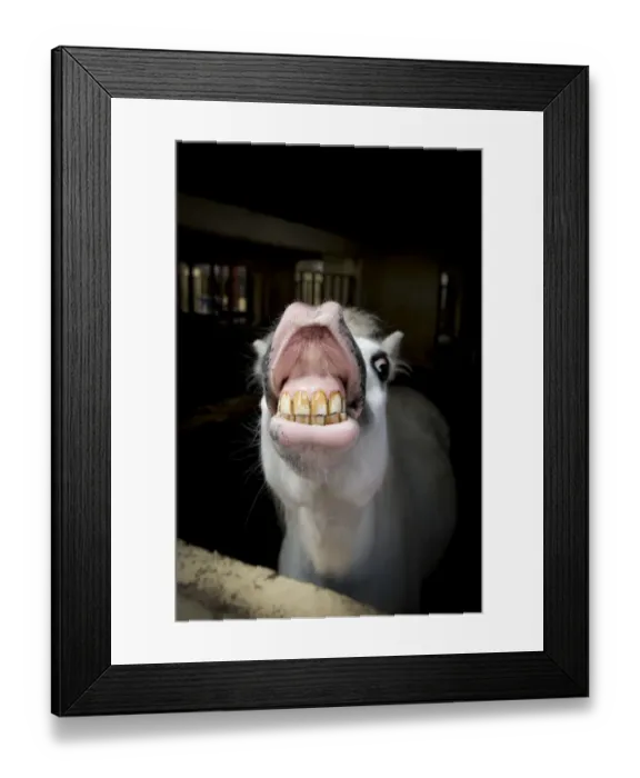 Framed Print : Little grey pony showing teeth Framed Print : Little grey pony showing teeth