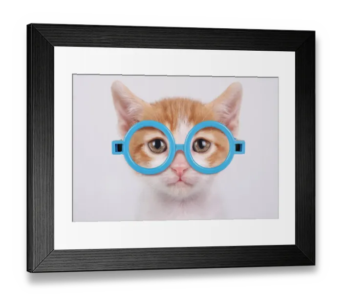 Framed Print : Cat in glasses Framed Print : Cat in glasses