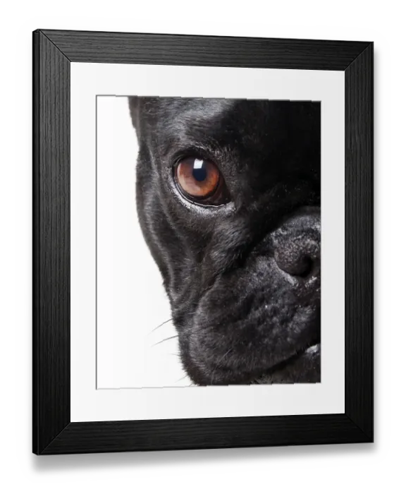 Framed Print : French bulldog Framed Print : French bulldog