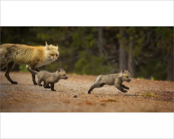 Fox Chase. Two fox kits chase each other around their den while their mother watches