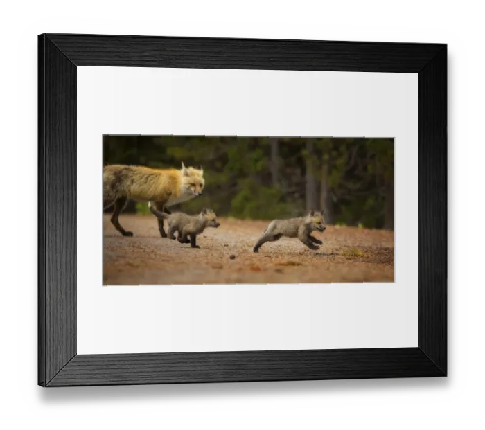 Framed Print : Fox Chase. Two fox kits chase each other around their den while their mother watches Framed Print : Fox Chase. Two fox kits chase each other around their den while their mother watches