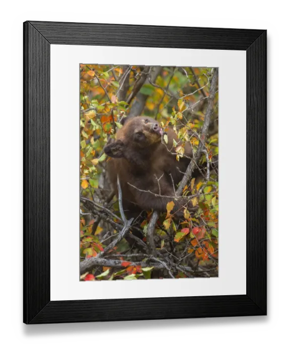 Framed Print : Black Bear Cub Framed Print : Black Bear Cub