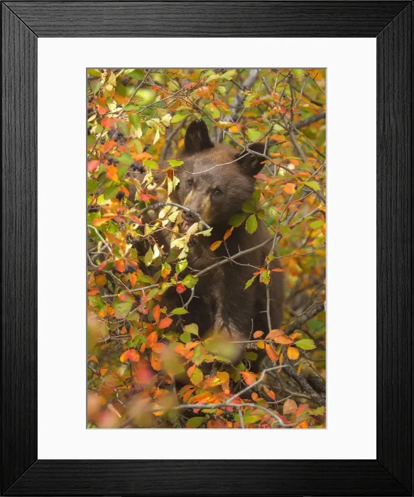 Framed Print : Black Bear Cub Framed Print : Black Bear Cub