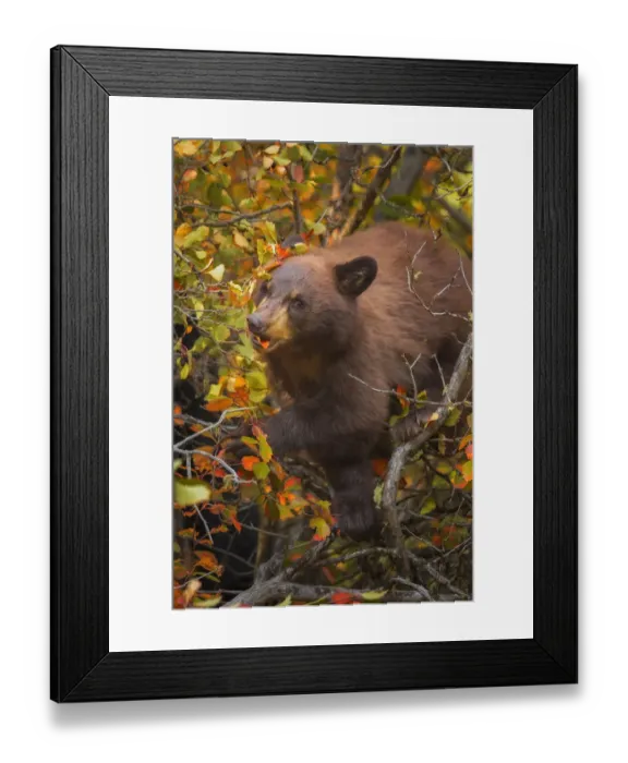 Framed Print : Black Bear Cub Framed Print : Black Bear Cub