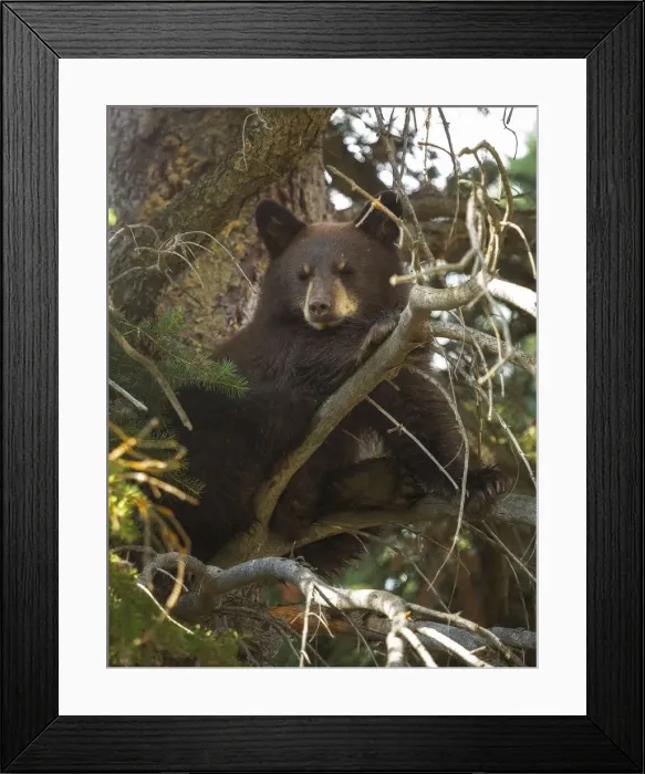 Framed Print : Black Bear Cub Framed Print : Black Bear Cub