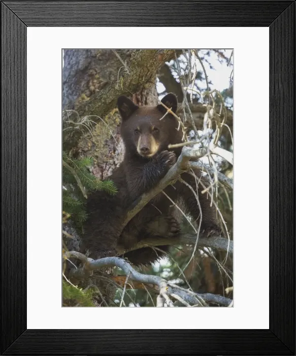 Framed Print : Black Bear Cub Framed Print : Black Bear Cub
