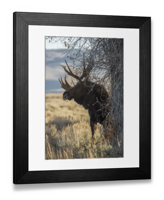Framed Print : Bull Moose Framed Print : Bull Moose