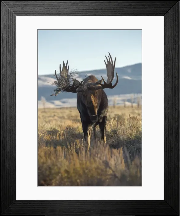 Framed Print : Bull Moose Framed Print : Bull Moose