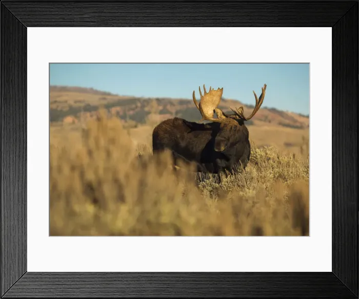 Framed Print : Bull Moose Framed Print : Bull Moose